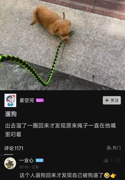 一只棕色小狗嘴里叼着绿色和黑色相间的狗绳在人行道上行走，看起来像是自己在遛自己。配文讲述了主人出去遛狗回来才发现绳子一直在狗嘴里叼着的有趣经历。评论区有用户幽默地指出这其实是狗在遛人，引发共鸣。
