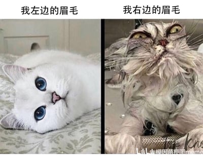 这是一张左右对比的搞笑meme图，左侧是一只蓝眼睛的白色猫咪，歪头卧在织物上，表情软萌无辜，上方配文“我左边的眉毛”；右侧是一只毛发凌乱、面部神态怪异的猫咪，仰头朝上，上方配文“我右边的眉毛”。通过两只猫咪形象的巨大反差，生动调侃了很多人存在的眉毛不对称问题——一边整齐精致，一边杂乱失控，用幽默的方式展现生活里的小尴尬，极易引发有类似困扰人群的共鸣。