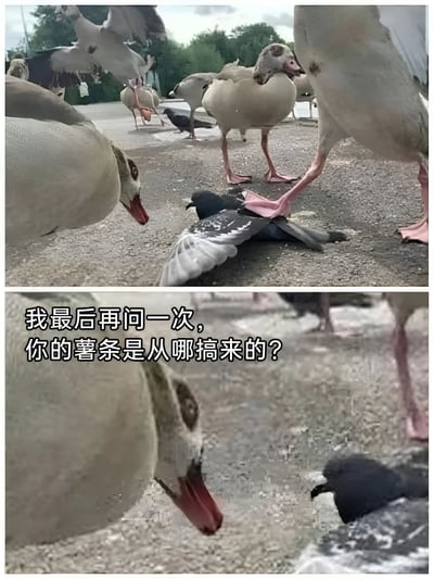 这是一张上下拼接的搞笑梗图，上图为真实拍摄的鹅群围堵踩踏鸽子的场景，下图叠加文字“我最后再问一次，你的薯条是从哪搞来的？”，将动物互动拟人化为审问情境，制造幽默效果。