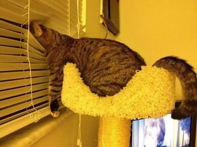 一只虎斑猫正趴在黄色毛绒猫爬架的顶端平台上，整个身体扭转朝向窗户方向，头部努力从百叶窗的缝隙中探出去，专注地向外张望，尾巴自然垂落在猫爬架边缘。背景中可以看到黄色的墙壁，墙上挂着一台电视，电视屏幕上正显示着人物画面。猫咪的姿势充满了对窗外世界的好奇，整体场景温馨又有趣，展现了宠物日常中可爱的探索行为。