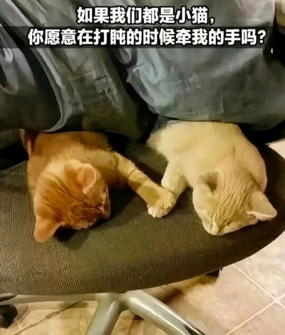 这张静态图片呈现了温馨治愈的一幕：两只毛色分别为橘色和浅橘色的小猫，趴在深色办公椅的椅面上熟睡打盹，它们的前爪自然地交叠在一起，仿佛在“牵手”相伴。图片上方配有一句充满氛围感的文字：“如果我们都是小猫，你愿意在打盹的时候牵我的手吗？”，将小猫的互动拟人化，传递出一种柔软、安心的陪伴感，能轻易唤起人们对亲密、温暖陪伴的向往，整体画面柔和又暖心。