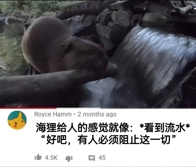 海狸