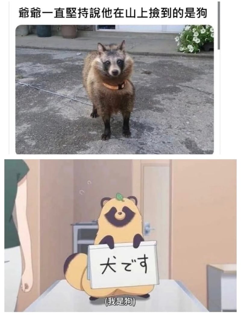 浣熊