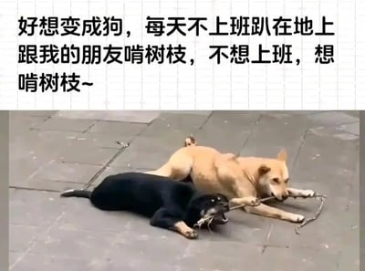 这是一张图文混排的搞笑吐槽图，画面分为上下两部分：上方是白色背景搭配黑色简体中文文字，内容为“好想变成狗，每天不上班趴在地上跟我的朋友啃树枝，不想上班，想啃树枝~”；下方是一张真实拍摄的照片，展示了一只黑色狗狗和一只浅棕色狗狗趴在室外的水泥地面上，两只狗狗正各自咬着同一段树枝的两端，专注地拉扯玩耍，姿态十分放松惬意。图片通过将职场人对工作的倦怠、向往悠闲无压力生活的心态，转化为羡慕狗狗啃树枝玩耍的幽默表达，用夸张又接地气的方式吐槽上班的疲惫，精准戳中打工人的情绪，容易引发职场群体的共鸣。