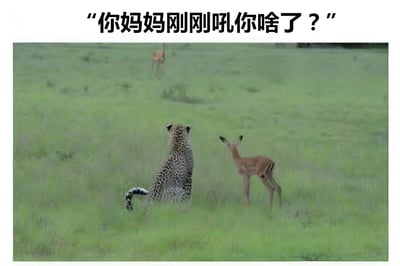 图片上方配有文字“你妈妈刚刚吼你啥了？”，下方是一张野生动物照片：一只猎豹蹲坐在绿色的草地上，正面对着一只站立的小鹿，背景中还有另一只模糊的小鹿。图片通过拟人化的文字，将猎豹和小鹿的互动场景幽默地解读为小鹿询问猎豹是否被妈妈训斥，营造出轻松搞笑的氛围。