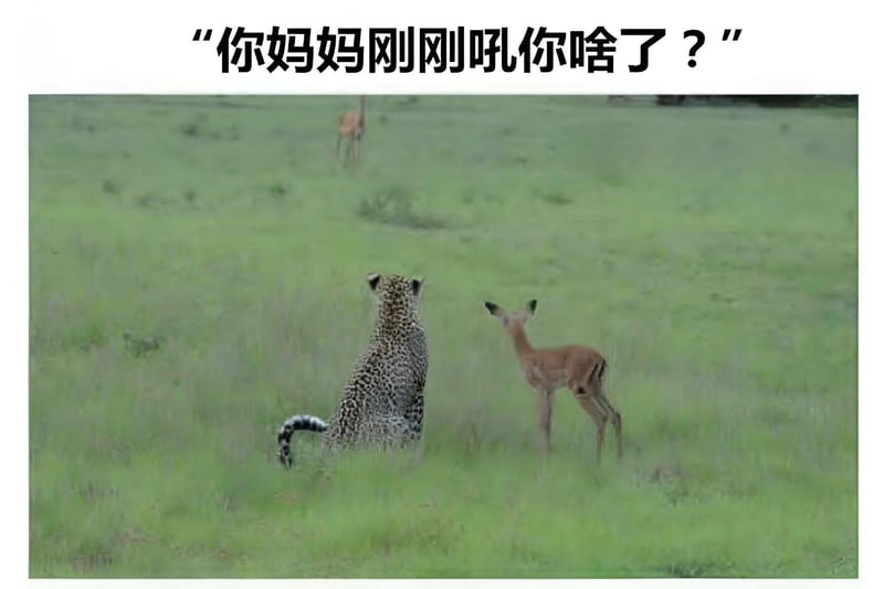 野生动物摄影