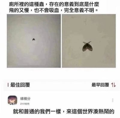 这是一张左右对比的图文混排梗图，上方文字以传统中文提问厕所中常见的慢飞虫存在意义：'厕所裡的這種蟲，存在的意義到底是什麼 飛的又慢，也不會吸血，完全意義不明。' 左侧图片显示墙上一个模糊的小黑点（远处的虫子），右侧图片则清晰展示了一只停在墙上的飞蛾状昆虫。图片下方附有'最佳回复'，用户'線積分'幽默回复：'就和普通的我們一樣，來這個世界湊熱鬧的'，将虫子的'无意义'存在类比为普通人的生活状态，引发共鸣。整体通过生活化的观察和自嘲式幽默，吐槽生活中常见却看似无意义的事物。