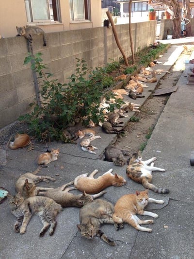 这张照片拍摄于日式居民区的小巷中，数量众多的猫咪占据了整条巷道。近景的水泥地面上，十几只花色各异的猫咪以极度放松的姿态躺卧，有的四脚朝天露出肚皮，有的侧躺着眯眼休憩，神态慵懒惬意；中景的排水沟与墙边绿植旁，猫咪们排成一列延伸向画面深处，同样处于休息状态；还有一只猫咪趴在灰色水泥围墙顶端，好奇地望向镜头方向。整体画面充满治愈感，仿佛是猫咪们集体在此享受舒适的闲暇时光，展现出人与宠物和谐共处的温馨场景。