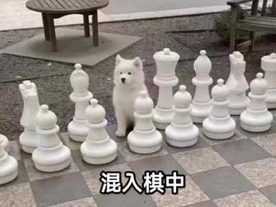 图片展示了一只白色萨摩耶犬蹲坐在户外的巨型国际象棋棋子队列中，狗狗的白色毛发与棋子的颜色高度一致，体型也和周边棋子相近，视觉上仿佛它也是一枚象棋子。图下方配有文字“混入棋中”，精准调侃了狗狗完美融入棋子队伍的趣味场景，画面诙谐可爱，充满反差感。