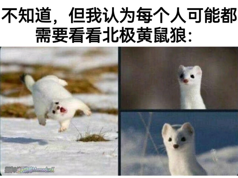 北极黄鼠狼