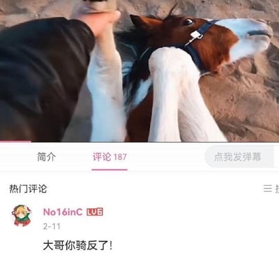 图片上半部分为近距离拍摄的棕白相间马匹，它躺在沙地上，头部微微抬起，眼神略带困惑，一只人手正握住它的前腿。下半部分是社交媒体评论区截图，显示有187条评论，热门评论来自用户“No16inC”（发布于2月11日），内容为“大哥你骑反了！”。整体场景因评论对马匹姿势的幽默误解而产生笑点，仿佛在调侃有人把马骑反了才导致其如此姿势。