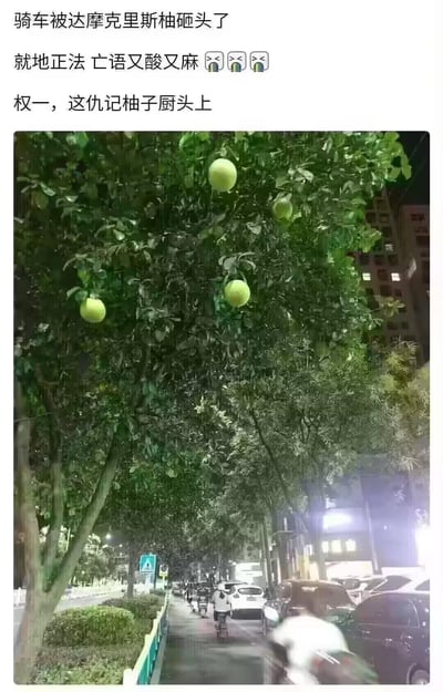 这是一张图文混排的生活吐槽梗图，上方是用户的吐槽文字，下方是夜晚城市街道旁的柚子树实拍图。用户调侃自己骑车时被头顶柚子树上掉落的柚子砸头，将头顶的柚子戏称为「达摩克里斯柚」（化用「达摩克利斯之剑」的谐音梗，形容悬在头顶的柚子突然落下），随后把砸到自己的柚子吃掉，吐槽它的味道又酸又麻，最后还玩谐音梗开玩笑「权一，这仇记柚子厨头上」，把被砸的“仇”调侃着记在喜欢柚子的人（柚子厨，网络上对某类事物狂热爱好者的称呼）头上，整体充满搞笑又无奈的吐槽感。实拍图里，夜晚的街道边，柚子树上挂着几颗青绿色的柚子，背景是停着车辆的街道和居民楼。