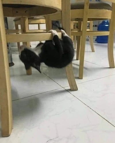 一只黑白相间的小奶猫正以俏皮的姿势倒挂在木质椅子的横档上，两只粉嫩的前爪紧紧抓住椅腿，身体悬空下垂，头部朝下，尾巴微微翘起。背景中可见多张排列的木质桌椅，地面铺着白色瓷砖，整体场景温馨日常。小奶猫的呆萌模样和调皮动作尽显猫咪活泼好动的天性，让人忍不住心生喜爱。