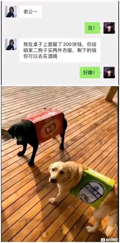 这是一张图文混排的搞笑趣味图，上半部分是模拟微信界面的聊天记录：妻子告知丈夫留了200元，让给家里的“二狗子”买两件衣服，剩余的钱丈夫可以用来买酒；下半部分是实拍场景，两只狗狗分别被套上劲酒和崂山啤酒的纸箱当作“衣服”。丈夫看似听从了妻子的要求，但实际上钻了语言的空子，将原本给狗买衣服的钱全部用来买酒，用酒箱代替了狗衣服，制造出强烈的反差感和搞笑效果，调侃了这种“听话但没完全听”的行为。