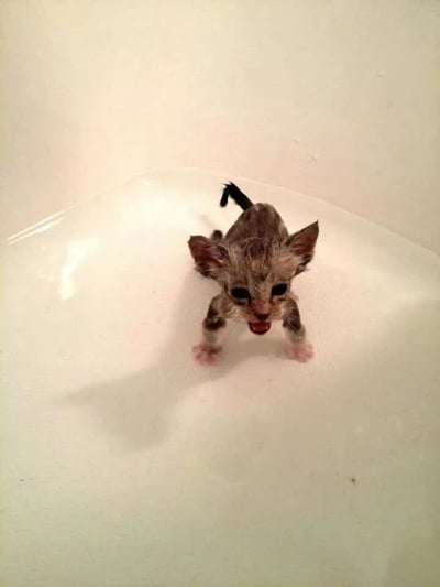 一只湿漉漉的小奶猫站在白色水盆中，身体呈现灰褐色，耳朵竖起，嘴巴张开像是在喵喵叫。小猫的爪子是粉红色的，尾巴短小呈黑色。整个画面背景简洁，突出了小猫的可爱形象。