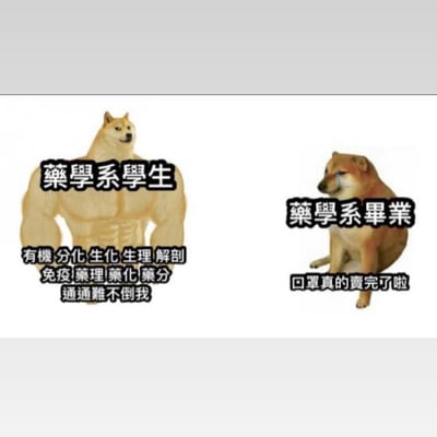 图片左侧是一只肌肉发达的柴犬，上方标注“药学系学生”，下方文字列出“有机、分化、生化、生理、解剖、免疫、药理、药化、药分 通通难不倒我”，展现出学生时期对专业知识的自信；右侧是一只垂头丧气坐着的柴犬，上方标注“药学系毕业”，下方文字“口罩真的卖完了啦”，幽默对比了药学专业学生在校时的学术自信与毕业后可能面临的现实落差。