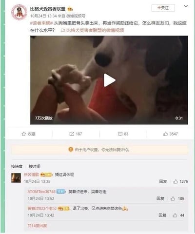 这是一张来自微博平台的社交媒体截图，博主“比格犬受害者联盟”于2023年10月24日13:34发布了一条时长31秒的视频，配文称“从狗嘴里把骨头拿出来，再当作奖励还给它，怎么样盆友们，我这波在什么水平？”，视频预览图显示一只比格犬正在和人的手互动，视频已有7万次播放。评论区中，热评第一条网友“佚名獵歡”评论“搁这调戏呢”获得1275个赞，还有网友评论“笑着点进来，哭着划走”“退了出去，又点进来点赞这条”，页面显示由于用户设置，无法回复评论。整个内容围绕博主和比格犬的趣味互动展开，网友们纷纷以调侃的语气回应，充满了轻松搞笑的氛围，吸引了众多宠物爱好者的关注和互动。