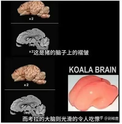 图片左侧为两组猪脑对比图，每组上方是彩色猪脑实物图（标注x2），下方是猪脑的灰度解剖扫描图，配文'x²这是猪的脑子上的褶皱'，清晰展示猪脑表面丰富的褶皱结构。右侧单独呈现考拉大脑（标注'KOALA BRAIN'），为光滑的粉红色双叶状组织，搭配文字'而考拉的大脑则光滑的令人吃懒乎'（疑似'令人吃惊'的谐音调侃），通过强烈视觉对比突出考拉大脑表面异常光滑的特点，引发网友对不同动物大脑结构差异的惊叹与趣味讨论。