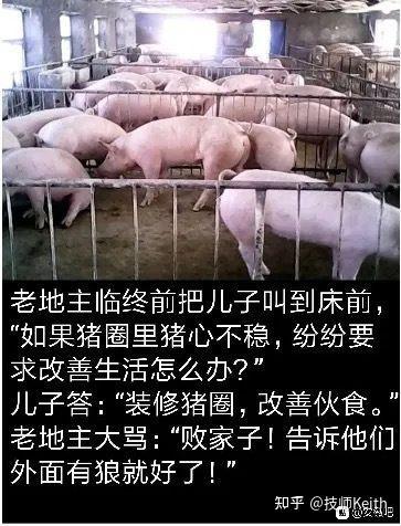 这是一张顶配底文的图文混排梗图，上半部分是真实拍摄的猪圈场景，一群肉猪挤在铁栏猪圈里，显得躁动不安；下半部分是一段讽刺性的段子：老地主临终前把儿子叫到床前，询问如果猪圈里的猪心不稳、要求改善生活该怎么办，儿子提出要装修猪圈、改善伙食，被老地主大骂败家子，老地主给出的办法是告诉猪外面有狼。
这个段子用养猪来隐喻职场或管理中的一种‘驭下’手段，通过制造外部威胁来压制内部的诉求，带有强烈的讽刺意味，调侃了某些不合理的管理方式。