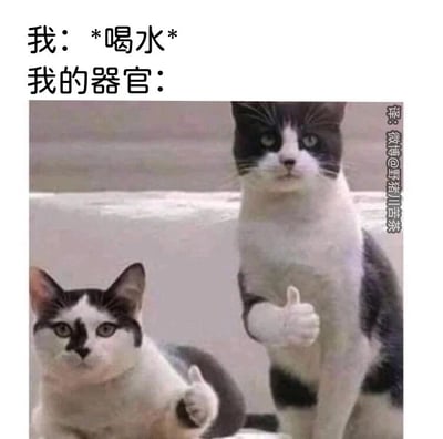 这是一张趣味图文表情包，上方配文分为两部分，第一部分为“我：*喝水*”，模拟自己进行喝水的行为，第二部分为“我的器官：”，引出下方的画面。下方是两只黑白花色的猫咪，它们表情平静，眼神直视前方，同时各自竖起一只爪子做出点赞的动作。图片采用拟人化的创意，将身体器官拟人化，调侃当自己完成喝水这个简单的健康日常行为时，身体的器官仿佛在为这个有益的举动表示认可与称赞，用可爱的猫咪形象放大了日常小行为的趣味性，让人感到亲切又好笑，很容易引发人们对日常健康小举动的共鸣。