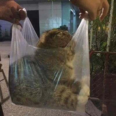夜晚户外场景中，一只橘猫被装在透明塑料袋里，由两只手分别提着袋口两侧。猫咪的身体蜷缩在袋内，头部微微探出，表情看起来较为平静。背景可见建筑物墙面、门口及部分绿植，整体氛围温馨又带点趣味。