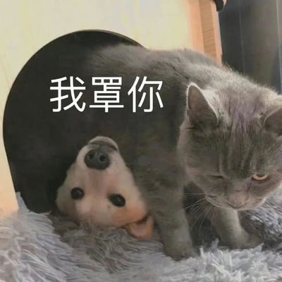 一只灰色猫咪站在黄色小屋的圆形洞口旁，姿态霸气，似乎在守护着洞内的小伙伴。洞口露出另一只小动物的脑袋，画面温馨有趣。图片上方配有文字“我罩你”，形成一种反差萌的搞笑效果，展现了动物间温暖友爱的互动场景。