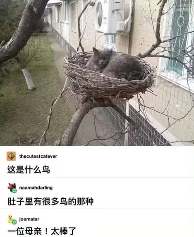 一只灰色的猫咪意外地蜷缩在树枝上的鸟巢中，背景是居民楼和人行道。图片下方有三条幽默评论，第一条问"这是什么鸟"，第二条回答"肚子里有很多鸟的那种"，第三条则称其为"一位母亲！太棒了"。这种猫咪占据鸟巢的反差场景创造了滑稽效果，而评论区的互动进一步增强了幽默感。