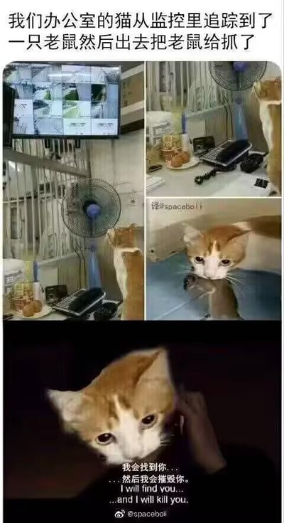 这是一组由三张图组成的连环梗图：
1. 第一张是办公室场景实拍，一只黄白相间的猫咪正专注地盯着墙上的监控屏幕，配文说明它在通过监控追踪老鼠；
2. 第二张图是这只猫咪叼着老鼠的实拍画面，展示它成功完成了捕猎；
3. 第三张是经过P图改编的猫咪特写，给猫咪配上了模仿电影《这个杀手不太冷》的经典威胁台词“我会找到你...然后我会摧毁你。I will find you... ...and I will kill you.”，将原本普通的猫咪抓老鼠事件，塑造成了像特工杀手一样精准追踪目标的搞笑场景，用真实宠物行为和影视梗的反差制造幽默效果，图中没有双关、谐音梗等内容。