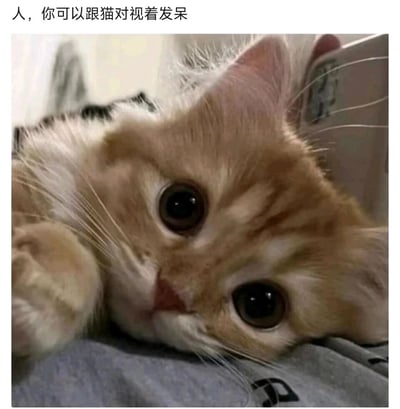 这是一张图文混排的静态内容，上方配有文字“人，你可以跟猫对视着发呆”，画面主体是一只橘白相间的小猫，它睁着圆溜溜的深棕色大眼睛，眼神懵懂柔和，看起来无辜又治愈，前爪搭在身侧，脑袋趴在灰色的布料上，姿态慵懒放松。整体画面传递出一种宁静、闲适的治愈氛围，能让人感受到和猫咪相处时的温柔时刻，适合用来表达想要放空、享受慢生活的心情。