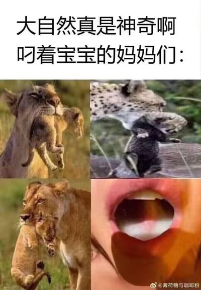 这是一张四格拼贴的搞笑梗图，上方配有文字“大自然真是神奇啊 叼着宝宝的妈妈们：”。前三格展示了真实的动物妈妈叼着宝宝的自然场景：狮子妈妈叼着小狮子、猎豹妈妈叼着幼崽、另一头狮子叼着小狮子；第四格是人类嘴巴的错位拍摄图，通过视觉效果营造出“叼着宝宝”的错觉，模仿动物妈妈的带娃动作，利用真实动物场景和人类错位图的反差制造幽默笑点，没有谐音或双关梗，纯靠视觉错位和模仿行为的反差搞笑。