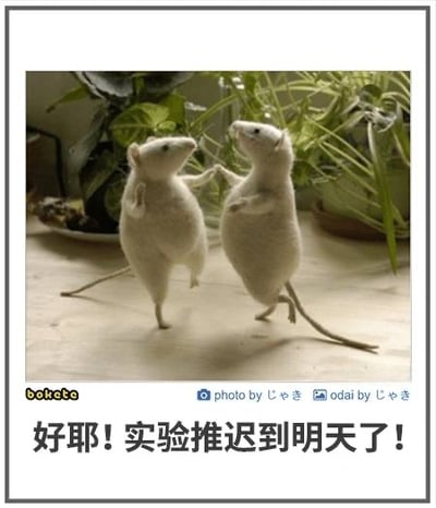 图片中两只白色绒毛小鼠后腿站立，前爪相碰，仿佛在开心地庆祝。背景有绿色植物点缀，营造出温馨自然的氛围。图片底部配有文字“好耶! 实验推迟到明天了!”，通过拟人化手法赋予小鼠人类的情绪，幽默地表达了对任务推迟的喜悦，让人联想到拖延症患者的真实写照，可爱又有趣。