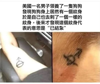 图片上方为文字描述：美国一名男子领养了一只狗狗，发现狗狗身上有一个纹身，于是自己也去纹了一个一样的，后来才发现这个纹身代表的意思是‘已结扎’。下方左侧图片展示了男子手臂上的纹身（一个带斜杠的男性符号），右侧图片展示了狗狗身上相同的纹身图案。整体内容通过左右对比和文字说明，呈现了一个因误解纹身含义而产生的搞笑乌龙事件。