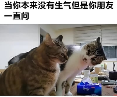 图片上方配有文字“当你本来没有生气但是你朋友一直问”，下方是两只猫咪的实拍场景。左侧是一只棕色虎斑猫，表情平静，眼神略带无奈地看向右侧；右侧是一只灰白相间的猫咪，身体微微前倾，头部扭转，睁大眼睛专注地盯着左侧的虎斑猫，仿佛在不停地追问。背景是一个日常室内环境，桌子上放有蓝色纸巾盒、白色杯子等物品，整体营造出朋友间因过度关心而产生的幽默互动情景。
