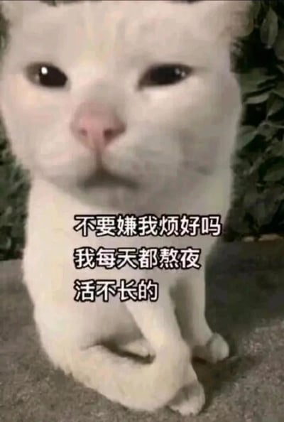 这是一张竖屏静态表情包，主体是一只蹲在地面的白色猫咪，猫咪双眼噙着泪，表情委屈巴巴，前爪交叠放在身前，神态脆弱可怜。图片下方配有三行黑色文字：“不要嫌我烦好吗 我每天都熬夜 活不长的”，文字以一种带着自嘲和撒娇的语气，表达出希望对方不要嫌弃自己啰嗦，用“熬夜活不长”的自嘲理由来博取关注与包容的情绪，非常适合在和亲近的人聊天时发送，传递出脆弱又带点小矫情的撒娇感，精准戳中当代年轻人熬夜、渴望被理解包容的心理。