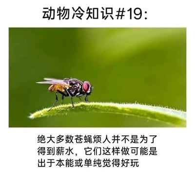 这是一张用幽默方式解释动物行为的梗图，模仿“冷知识”类内容，画面主体是一只苍蝇的特写照片。图片下方文字用调侃方式写道：“绝大多数苍蝇烦人并不是为了得到薪水，它们这样做可能是出于本能或单纯觉得好玩。”其内容通过拟人化描述苍蝇的行为，让人会心一笑。文字用“薪水”一词，与职场人类行为作双关类比，营造出幽默氛围。非常适合用来在朋友圈、聊天群中轻松分享。