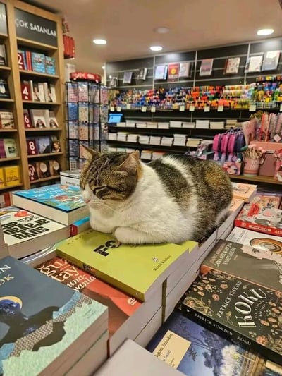 图片展示了一家温馨的书店场景，一只棕白相间的猫咪正慵懒地趴在堆叠的书籍上。猫咪双眼微闭，身体舒展，神态十分惬意。背景中可见摆满各类书籍的木质书架，以及色彩丰富的文具用品整齐排列，整个画面充满生活气息与治愈感。