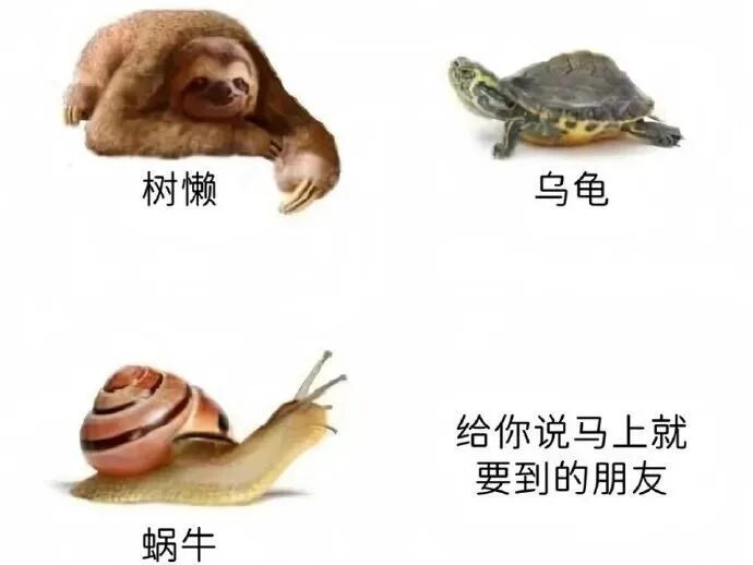 树懒