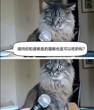 图片为上下两格拼接的静态图，内容是一只灰色长毛猫手持麦克风的场景。上格中猫咪眼神严肃，对着前方发问；下格猫咪表情略有变化，保持手持麦克风的姿势。图中对白气泡文字为“请问你知道碗底的猫粮也是可以吃的吗？”，通过拟人化手法让猫咪“质问”铲屎官，幽默展现宠物对食物的在意，贴近养宠日常的真实场景。
