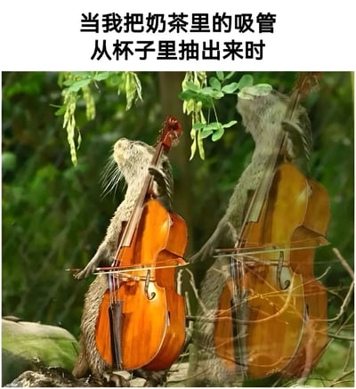 这张梗图通过幽默的方式将日常生活场景与动物行为结合。图片上方配有文字"当我把奶茶里的吸管从杯子里抽出来时"，下方是一只水獭站立着演奏大提琴的照片。图片利用了水獭握持大提琴的姿势与人们从奶茶杯抽出吸管时的动作进行类比，创造出一种荒诞又有趣的视觉效果，暗示抽吸管的动作仿佛在演奏大提琴一般优雅或夸张。