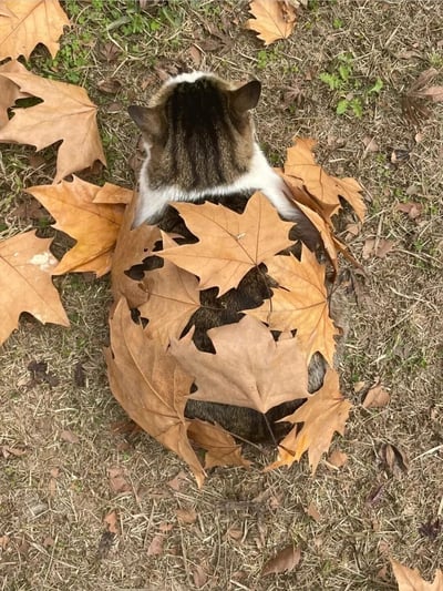一只棕黑白相间的猫咪趴在草地上，背部和周围被许多橙黄色的枫叶覆盖，只露出耳朵和背部的部分毛发。猫咪似乎在享受秋日的阳光，整个画面呈现出温馨可爱的秋日氛围。