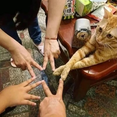 这张静态照片记录了温馨有趣的日常互动场景：三位人类的四只手和一只橘猫的两只爪子，一同摆出类似V字的手势并凑在一起，仿佛在进行一场趣味组队。橘猫趴在木质桌沿，表情懵懂疑惑，爪子的姿态刚好和人类的手势呼应，显得格外可爱。画面背景是带有花纹的地砖，桌面上还摆放着写有“冰茉綠”的饮品包装、卷笔刀等物品，整体场景充满了生活化的轻松氛围，展现出宠物与人类之间的趣味互动。
