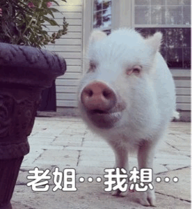 小白猪望着老姐的渴望眼神