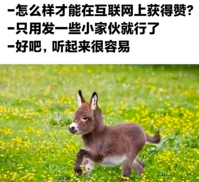 图片上半部分为三段对话文字：“怎么样才能在互联网上获得赞？- 只用发一些小家伙就行了 - 好吧，听起来很容易”，下半部分是一张小毛驴在绿色草地与黄色花丛中奔跑的照片。通过文字与萌宠图片结合，幽默调侃在互联网发布可爱小动物内容易获赞的现象，画面清新，小毛驴形象呆萌可爱。