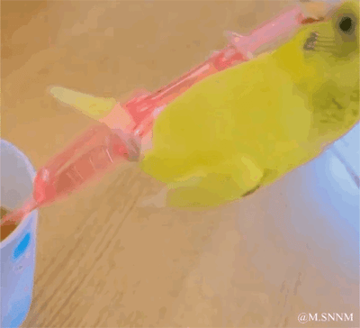 这是一段趣味动态GIF，画面中一只黄色虎皮鹦鹉与一个粉色注射器形成了巧妙的视觉错位：注射器的前端伸入左侧的杯子中，鹦鹉恰好位于注射器的后方，从正面视角看起来，仿佛注射器直接穿过了鹦鹉的身体，制造出滑稽的“穿刺”假象。鹦鹉的状态自然，整个画面充满了无厘头的搞笑感，没有谐音或双关梗。