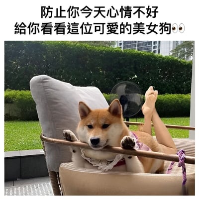 图片上方有文字'防止你今天心情不好 给你看看这位可爱的美女狗👀👀'，下方是一张经过创意修图的照片。照片中一只柴犬躺在户外的躺椅上，身体被巧妙地与人类的腿部合成在一起，形成了有趣的视觉效果。狗狗戴着粉色的蕾丝项圈，前爪搭在躺椅扶手上，表情看起来十分放松惬意。背景中可以看到绿色的草坪、修剪整齐的灌木丛和远处的高楼大厦，营造出一种悠闲的夏日氛围。