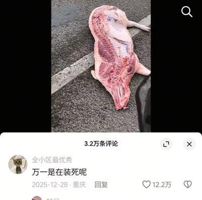 图片显示一具动物 carcass（可能是猪）躺在沥青路面上， carcass 已被开膛，内部器官和肌肉组织清晰可见。图片下方是社交媒体评论区截图，显示一条来自用户“全小区最优秀”的评论：“万一是在装死呢”，该评论获得了12.2万点赞，发布时间为2025年12月28日，地点显示为重庆。整个截图显示共有3.2万条评论。