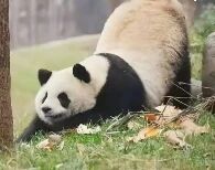 图片中是一只黑白相间的熊猫，正悠闲地趴在绿色的草地上休息。它的身体大部分着地，头部微微抬起，周围散落着几片黄色的落叶，背景中可见树干，整体场景展现了熊猫在自然环境中的宁静状态。