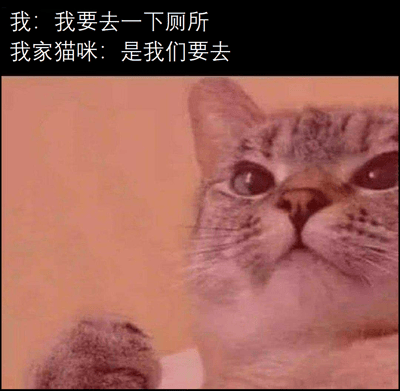 图片上方是两行对话文字，分别为“我：我要去一下厕所”和“我家猫咪：是我们要去”，下方是一张近距离拍摄的虎斑猫照片。猫咪有着圆溜溜的大眼睛，耳朵竖起，正专注地盯着镜头，表情充满好奇。整体通过拟人化的对话和猫咪的可爱神态，幽默展现了宠物猫喜欢黏人、主人去哪都要跟着的日常场景，尤其是“我们要去”的表述，生动体现了猫咪把自己视为与主人不可分割的一部分的有趣心理。