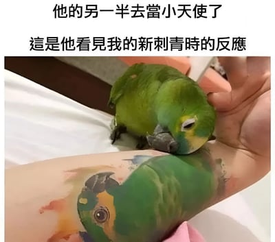 图片展示了一只绿色鹦鹉正温柔地依偎在人的手臂上，专注地轻啄着手臂上的纹身。纹身图案是另一只绿色鹦鹉，与现实中的鹦鹉外观相似。图片上方配有文字说明：'他的另一半去當小天使了 這是他看見我的新刺青時的反應'，暗示纹身是为纪念已逝的鹦鹉伴侣，而现实中的鹦鹉正以亲昵的动作回应这一充满情感的纹身，画面温馨又略带伤感。