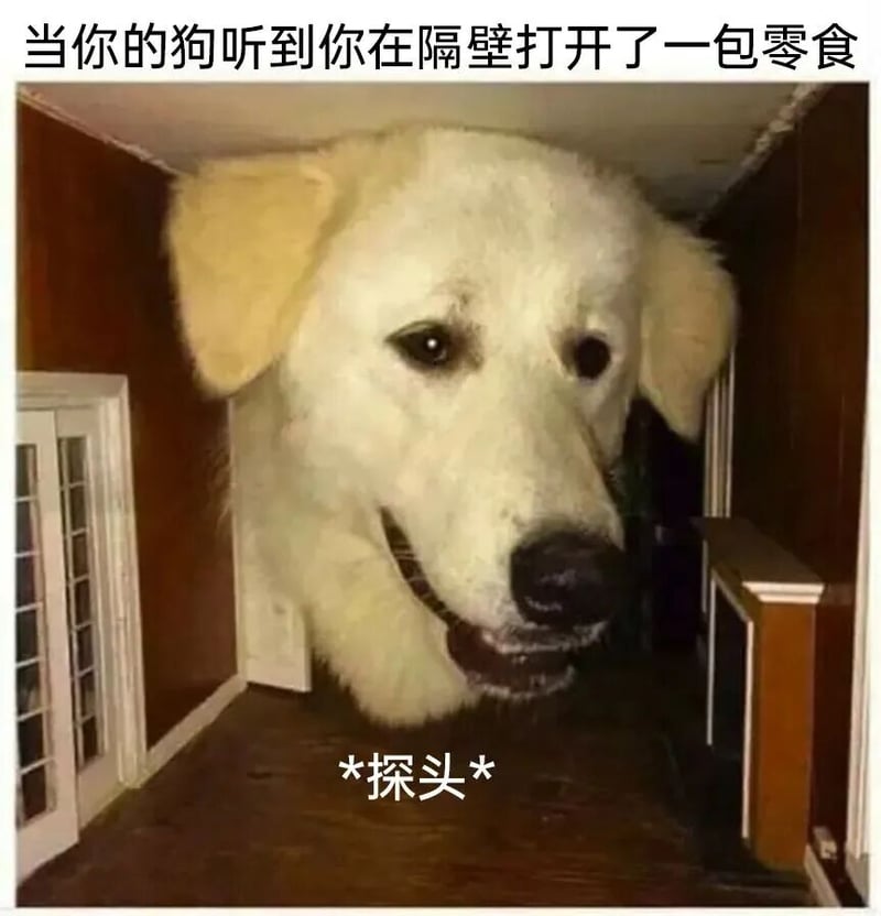 狗